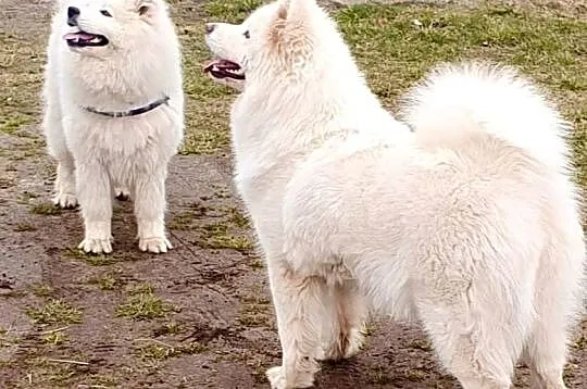 Samoyed, Lubuskie, Gorzów Wielkopolski
