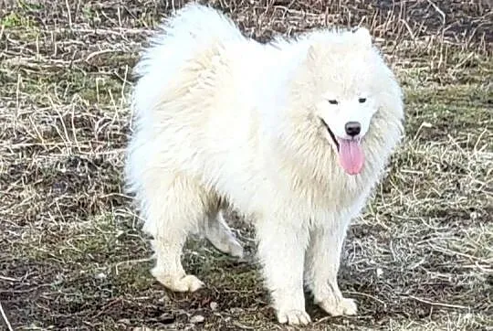 Samoyed, Lubuskie, Gorzów Wielkopolski