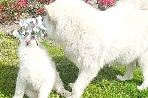 Samoyed, Lubuskie, Gorzów Wielkopolski