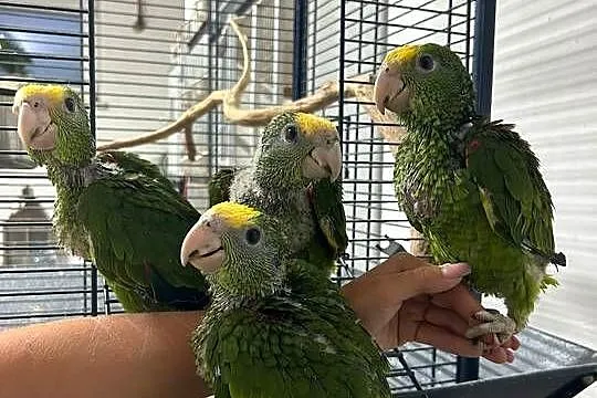 Amazonka Oratrix