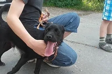 Moki Szczeniak szuka kochającego domku!!! PILNE,  