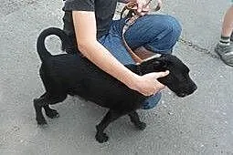 Moki Szczeniak szuka kochającego domku!!! PILNE,  