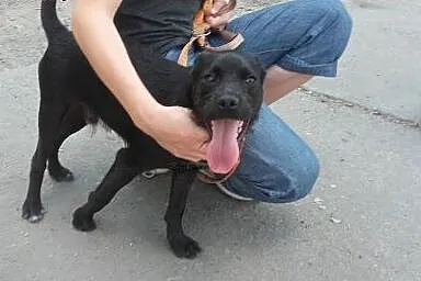 Moki Szczeniak szuka kochającego domku!!! PILNE,  