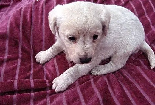 Malenkie cudenka,adopcja!!, świętokrzyskie Kielce