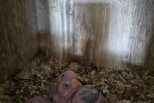 Aleksandretty obrożne do ręcznego karmienia sprzedam, Kujawsko-pomorskie, Pturek