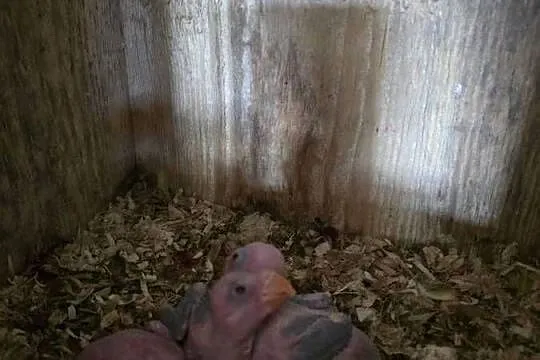 Aleksandretty obrożne do ręcznego karmienia sprzedam, Kujawsko-pomorskie, Pturek