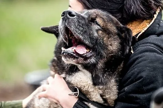 APE - starsze psy też pragną być kochane !,  śląsk