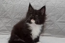 Maine Coon czarny z białym kocurek Lexus Nannarella*PL
