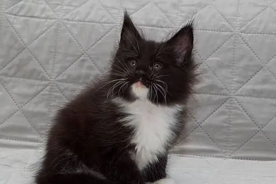 Maine Coon czarny z białym kocurek Lexus Nannarella*PL, Mazowieckie, Słupno