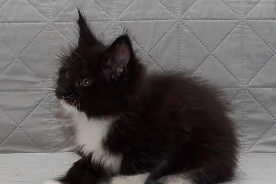 Maine Coon czarny z białym kocurek Lexus Nannarella*PL, Mazowieckie, Słupno