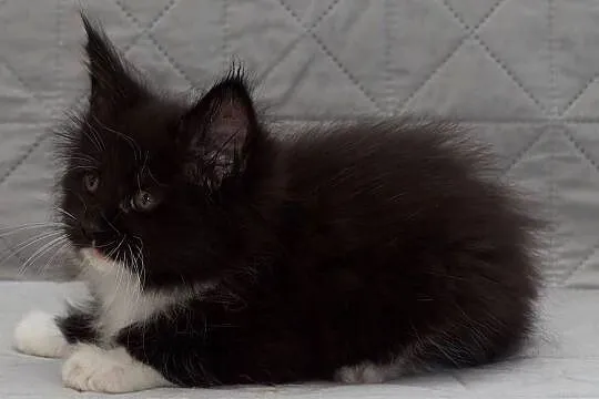 Maine Coon czarny z białym kocurek Lexus Nannarella*PL, Mazowieckie, Słupno