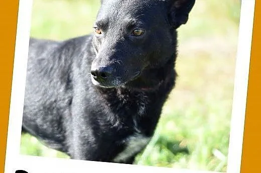 18 kg, 2 lata,gładkowłosy, przyjazny,towarzyski piesek BARON.Adopcja.,  dolnośląskie Wrocław
