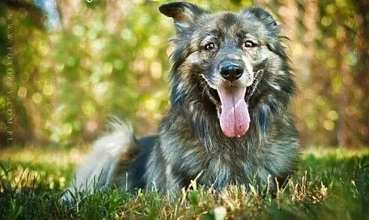 Owczarkowaty Szejk czeka na dom, Amstaff cała Pol