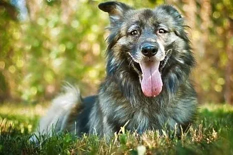 Owczarkowaty Szejk czeka na dom,  Amstaff cała Pol