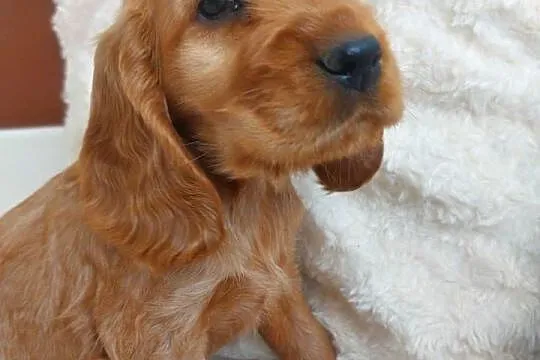 Cocker spaniel angielski piesek złoty