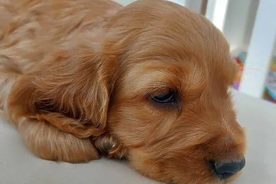Cocker spaniel angielski piesek złoty, Lubelskie, Moroczyn