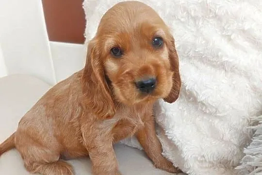 Cocker spaniel angielski piesek złoty, Lubelskie, Moroczyn