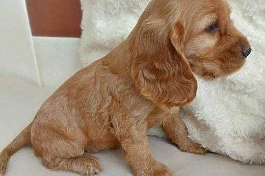 Cocker spaniel angielski piesek złoty, Lubelskie, Moroczyn
