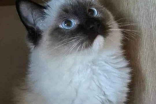 Ragdoll wystawowo-hodowlany