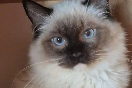 Ragdoll wystawowo-hodowlany, Podkarpackie, Rzeszów