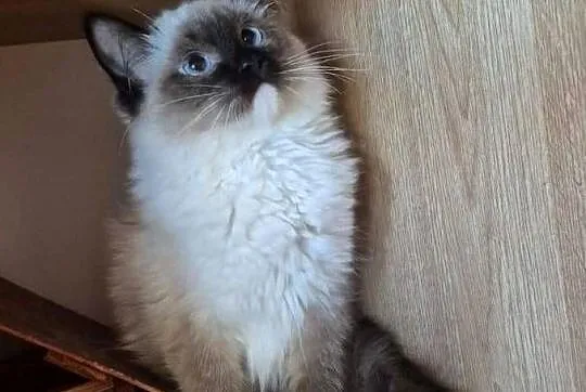 Ragdoll wystawowo-hodowlany, Podkarpackie, Rzeszów
