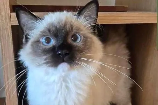 Ragdoll wystawowo-hodowlany, Podkarpackie, Rzeszów