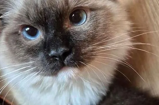Ragdoll wystawowo-hodowlany, Podkarpackie, Rzeszów