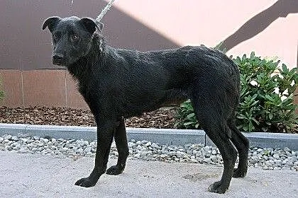 Czarna, sympatyczna sunia w typie labradora szuka