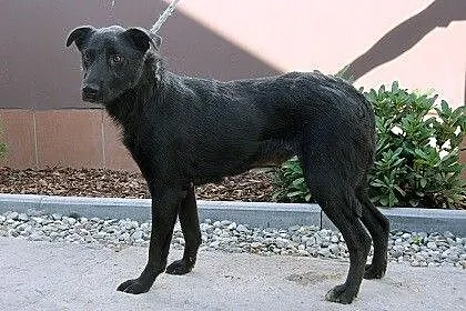 Czarna, sympatyczna sunia w typie labradora szuka 