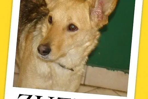 12 kg,łagodna,przytulaśna,towarzyska,średnia suczka ZUZIA.Adopcja,  małopolskie Kraków