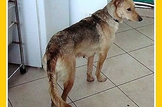 12 kg,łagodna,przytulaśna,towarzyska,średnia suczk