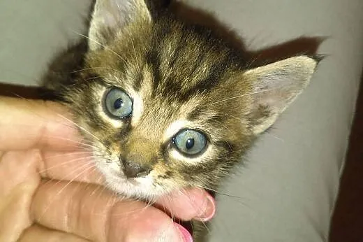 Kocie nieszczescia- na ulicy dzięki ludziom, kotki