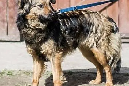 TOFIK i KARMELEK - roczne, niewielkie psiaki szuka