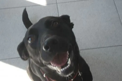 Salvo- psi ideał - do adopcji,  mazowieckie Warszawa