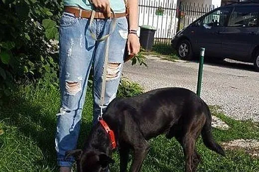 Salvo- psi ideał - do adopcji,  mazowieckie Warsza