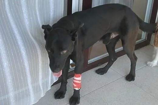 Salvo- psi ideał - do adopcji,  mazowieckie Warsza