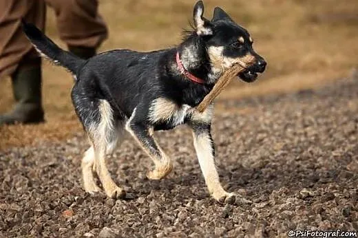 Lucky – młody, wesoły, nieduży ̵