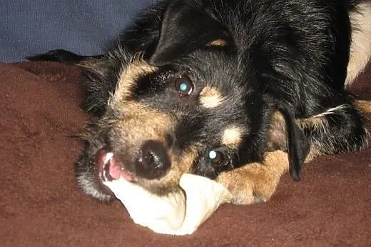 Lucky – młody, wesoły, nieduży ̵