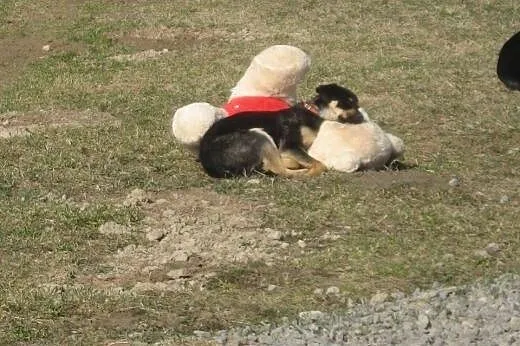 Lucky – młody, wesoły, nieduży ̵