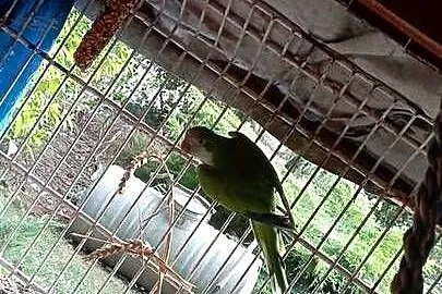 Młoda mnicha nizinna papuga do oswojenia, Lubelskie, Grabowiec