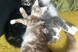 Kociaków Maine Coon Różne kolory