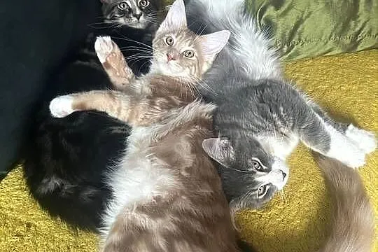 Kociaków Maine Coon Różne kolory