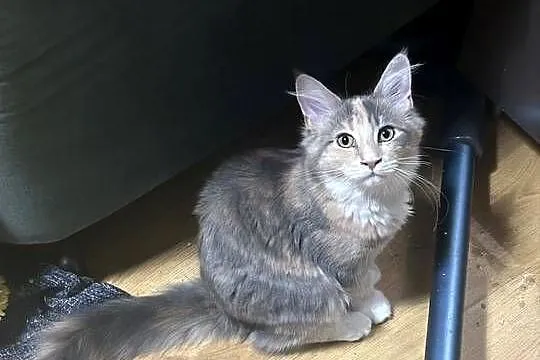 Kociaków Maine Coon Różne kolory, Mazowieckie, Warszawa
