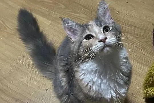 Kociaków Maine Coon Różne kolory, Mazowieckie, Warszawa