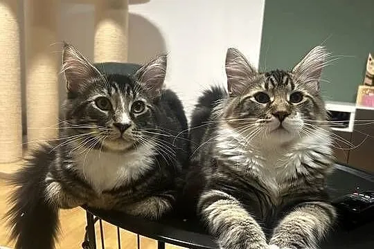 Kociaków Maine Coon Różne kolory, Mazowieckie, Warszawa