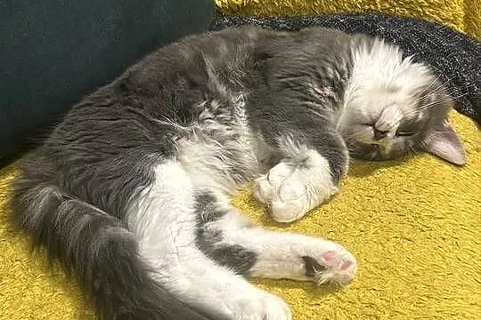 Kociaków Maine Coon Różne kolory, Mazowieckie, Warszawa
