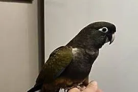 Papugi Patagonki ręcznie karmione