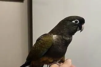 Papugi Patagonki ręcznie karmione