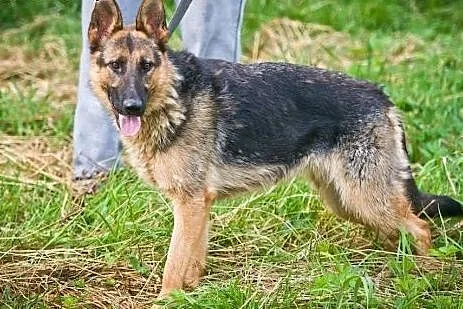 Nana młodziutka (11 mcy) suczka owczarek szuka dom