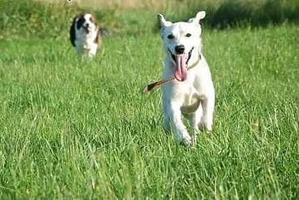 Młody, bardzo żywiołowy psiak szuka domu i miłości,  wielkopolskie Poznań